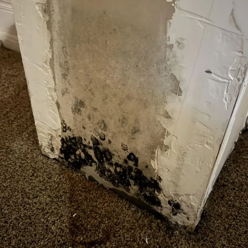 Professional Mold Removal in Riverton, IL